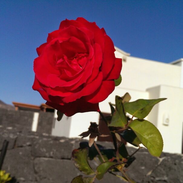IMG-20130723-WA0012